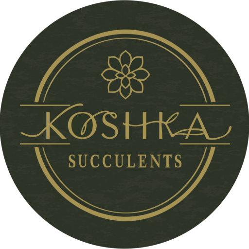Koshka Succulents